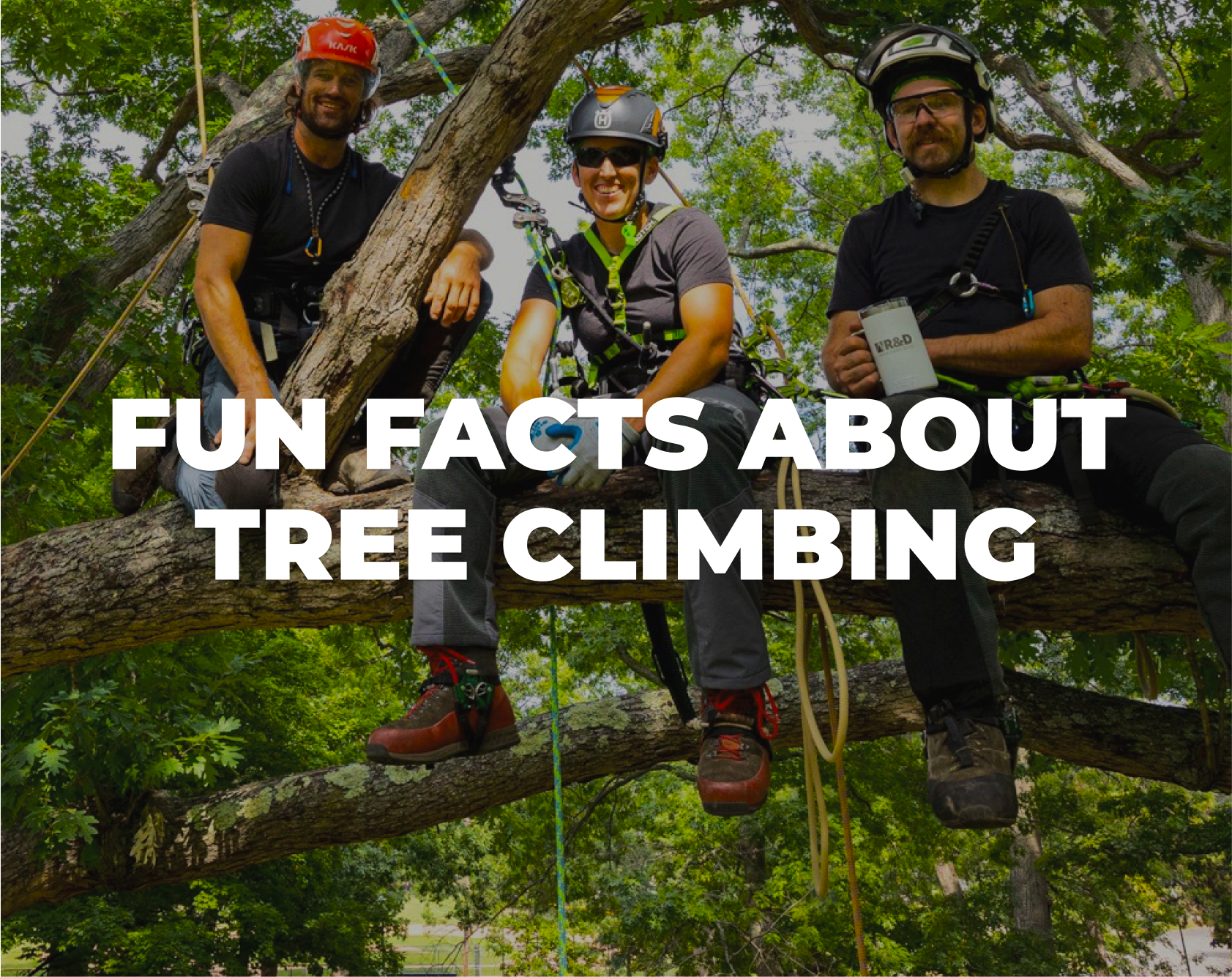 Fun Facts About Tree Climbing
