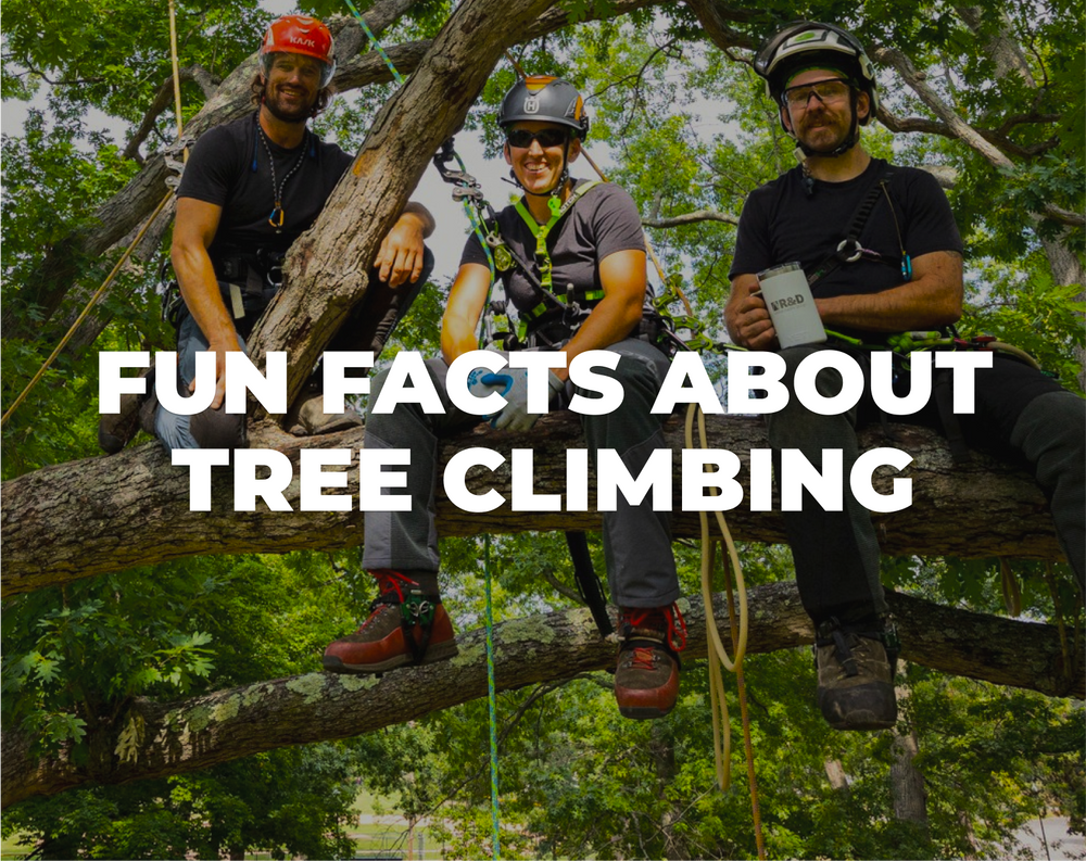 Fun Facts About Tree Climbing – Arbo Space
